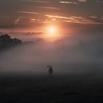 Misty morning at Ashton Court, Bristol