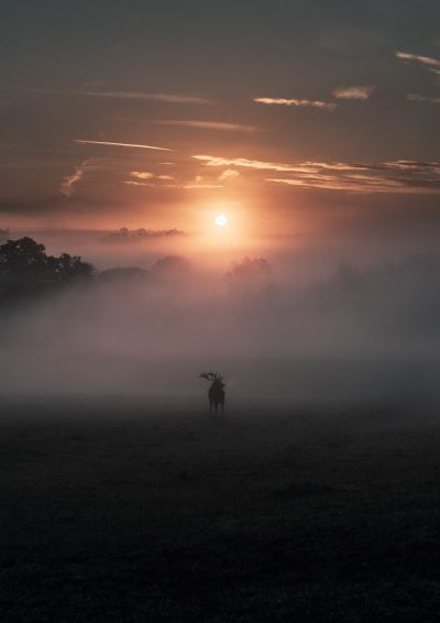 Misty morning at Ashton Court, Bristol