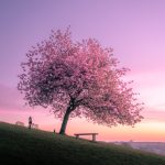 Fine art cherry tree print
