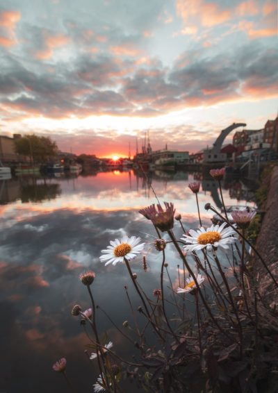 Wildflower sunrise at the harbour - fine art Bristol photo print