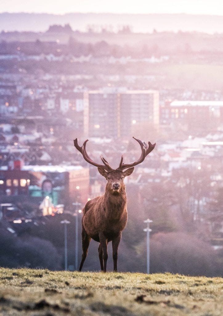 King of the jungle - fine art Bristol stag photo print