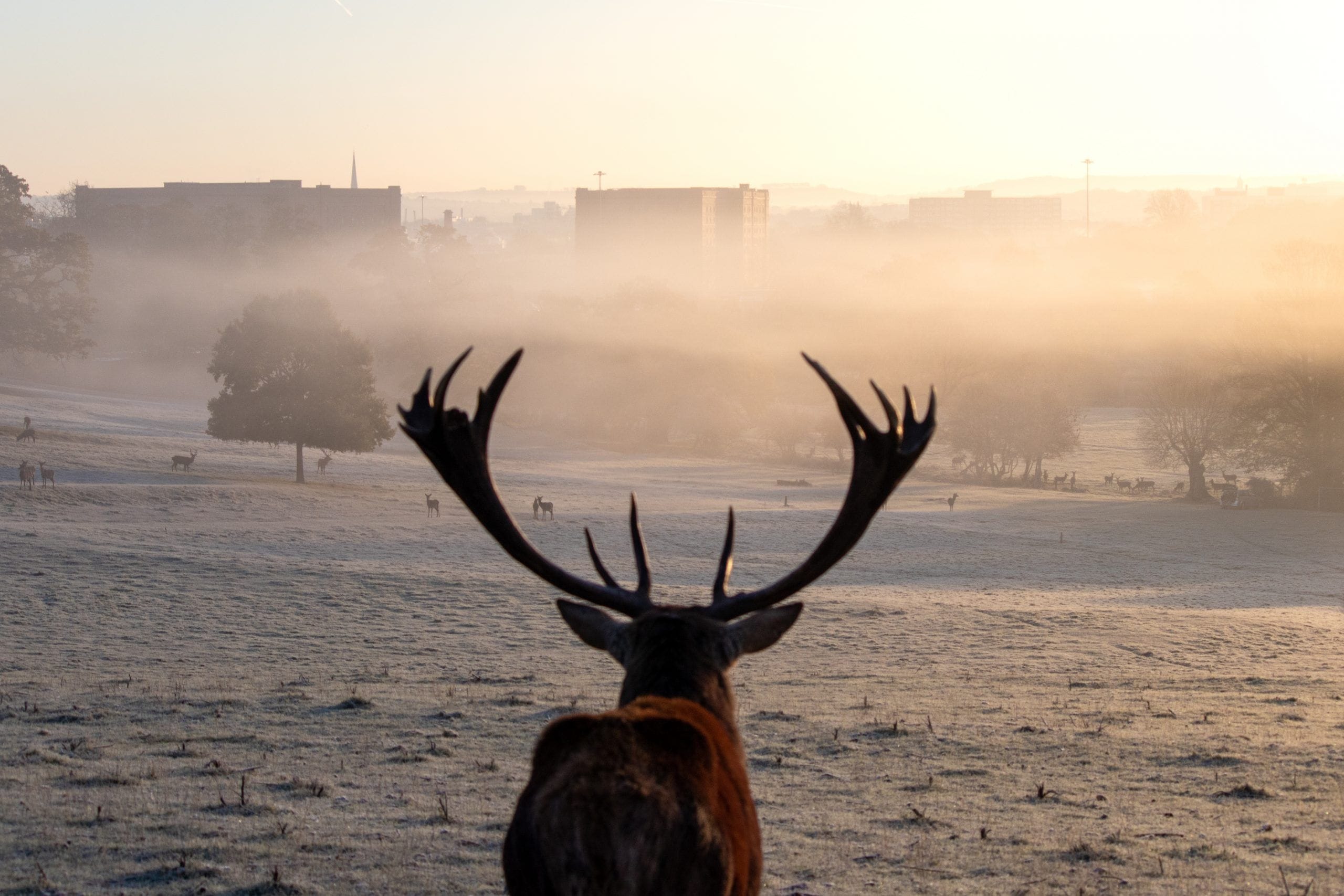 Ashton Court Bristol stag