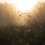 Dew-laden spiderweb in the Mendips