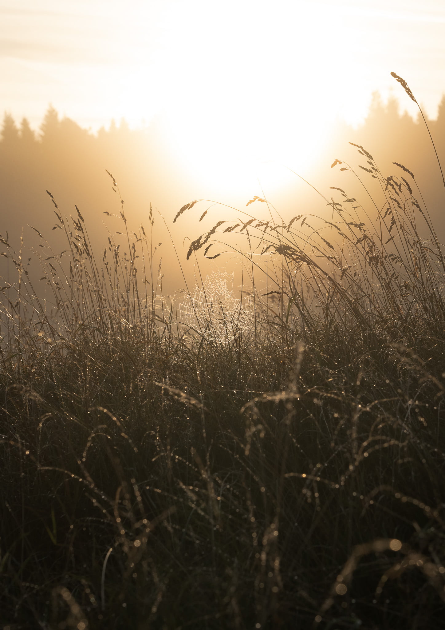 Dew-laden spiderweb in the Mendips