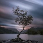 Llyn Padarn lone tree, Llanderis