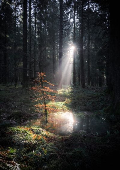 Misty Stockhill Wood in the Mendips