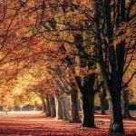 Autumn avenue print