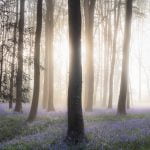Bluebells in a Somerset wood
