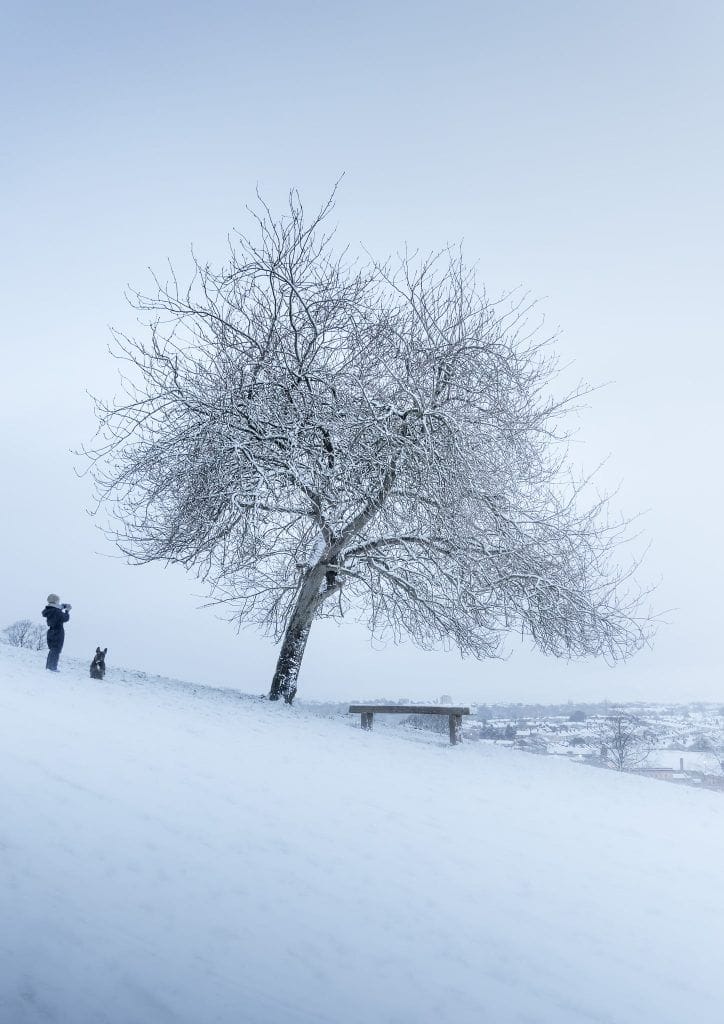 Arnos winter - fine art Bristol tree print
