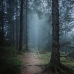 Foggy woods in the Mendips