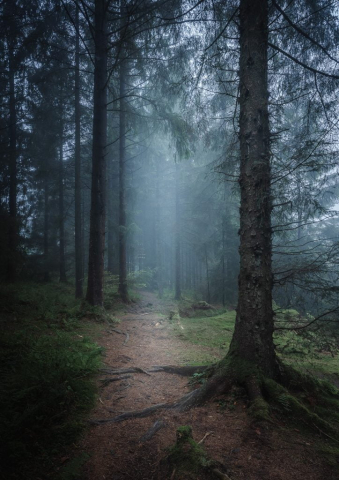 Foggy woods in the Mendips