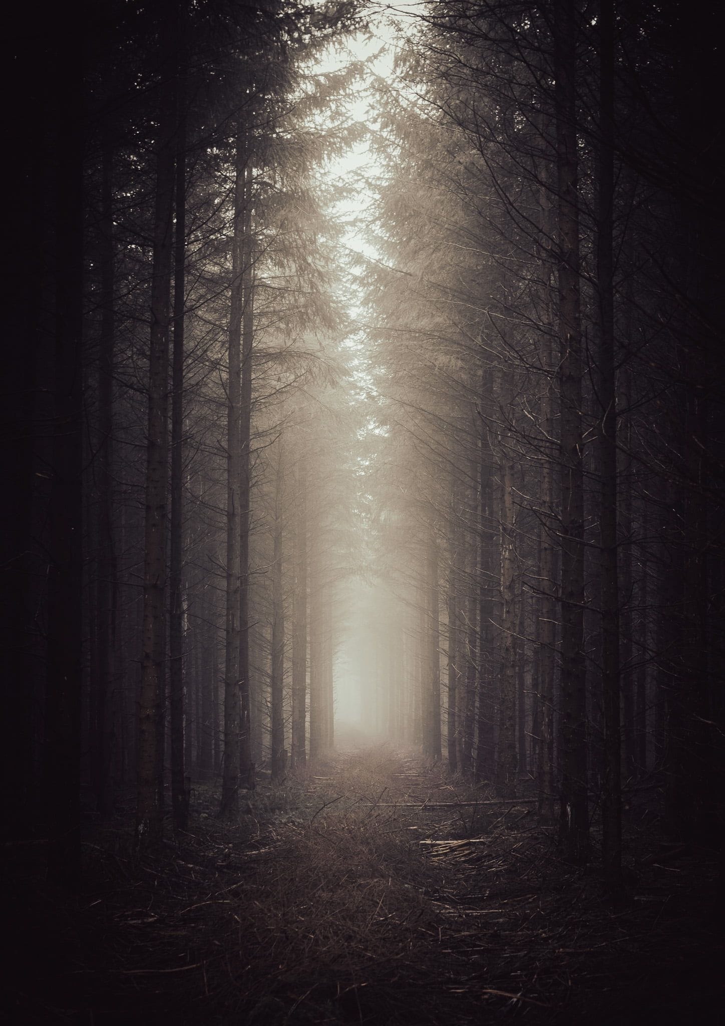 The tunnel - fine art forest photo print