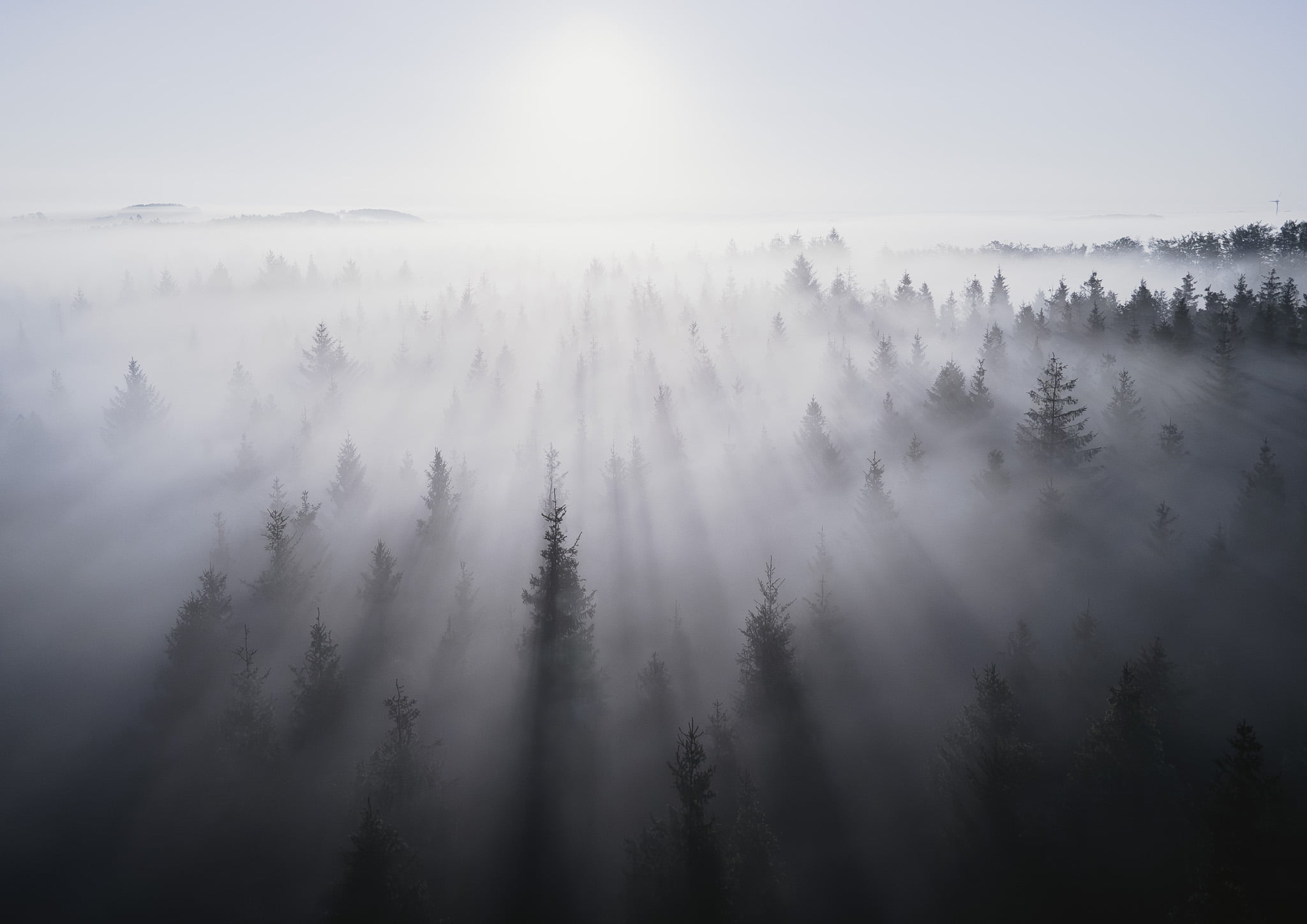 Neverending story - misty forest fine art photo print