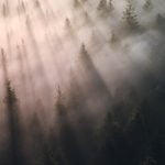 Misty rays of light in a Somerset wood