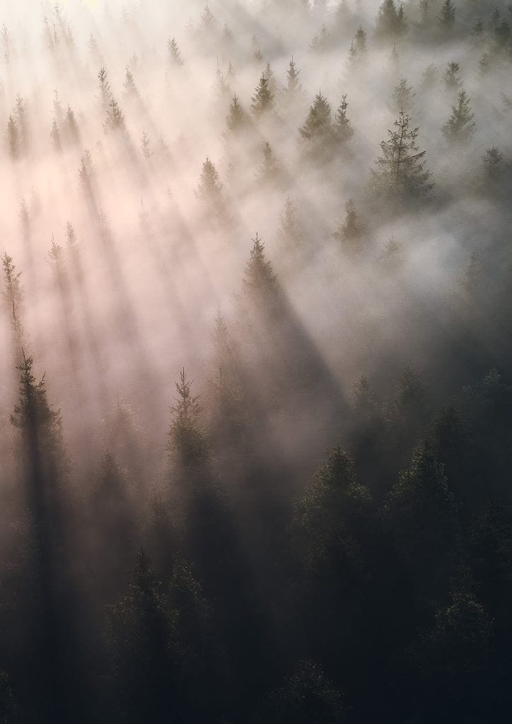 Misty rays of light in a Somerset wood