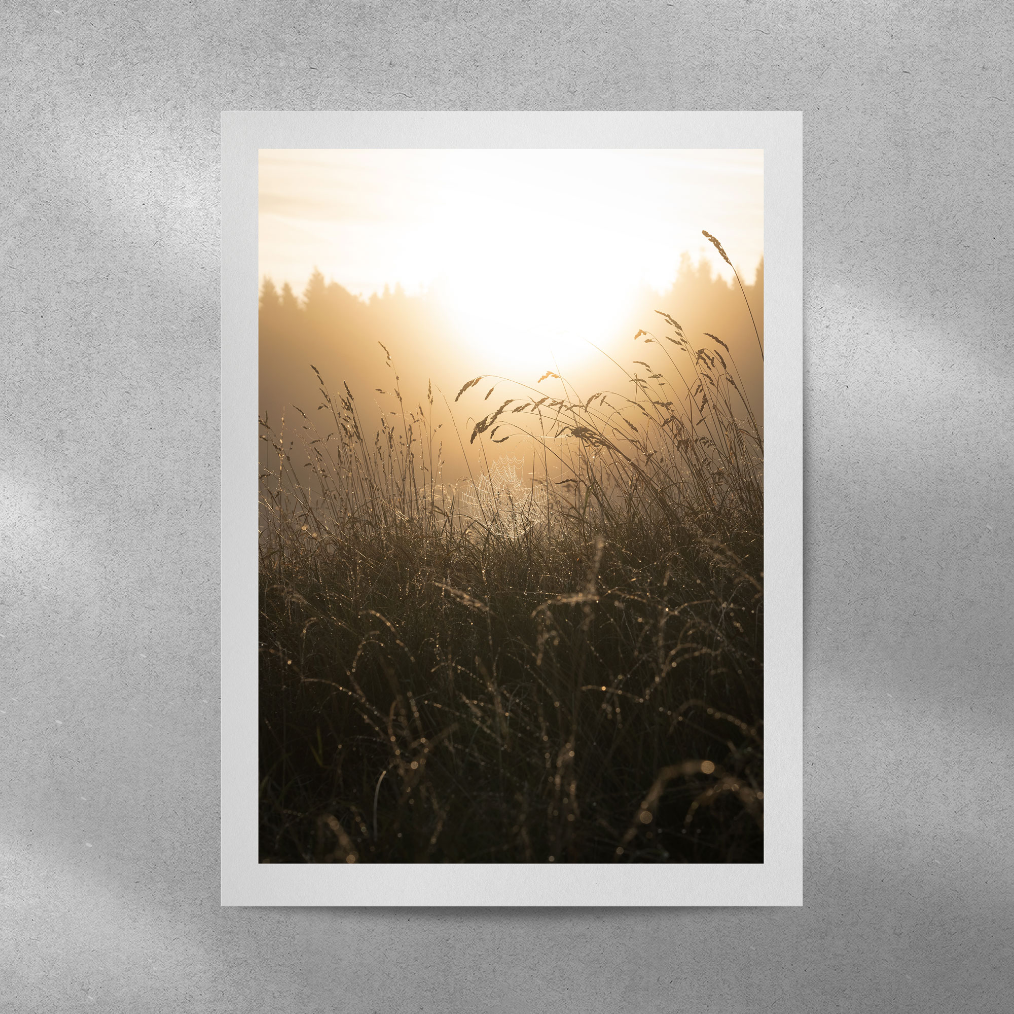 Spiderweb on a misty morning at Stockhill Wood