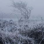 A frost covered tree on Crook Peak in the Mendips