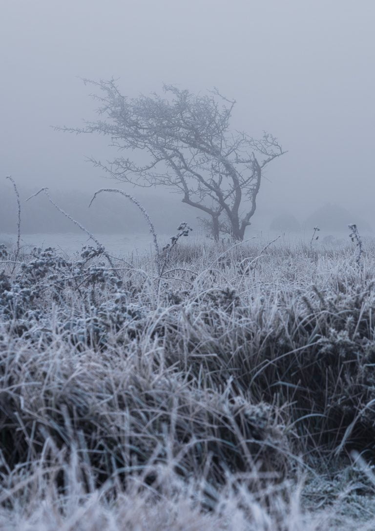 A frost covered tree on Crook Peak in the Mendips