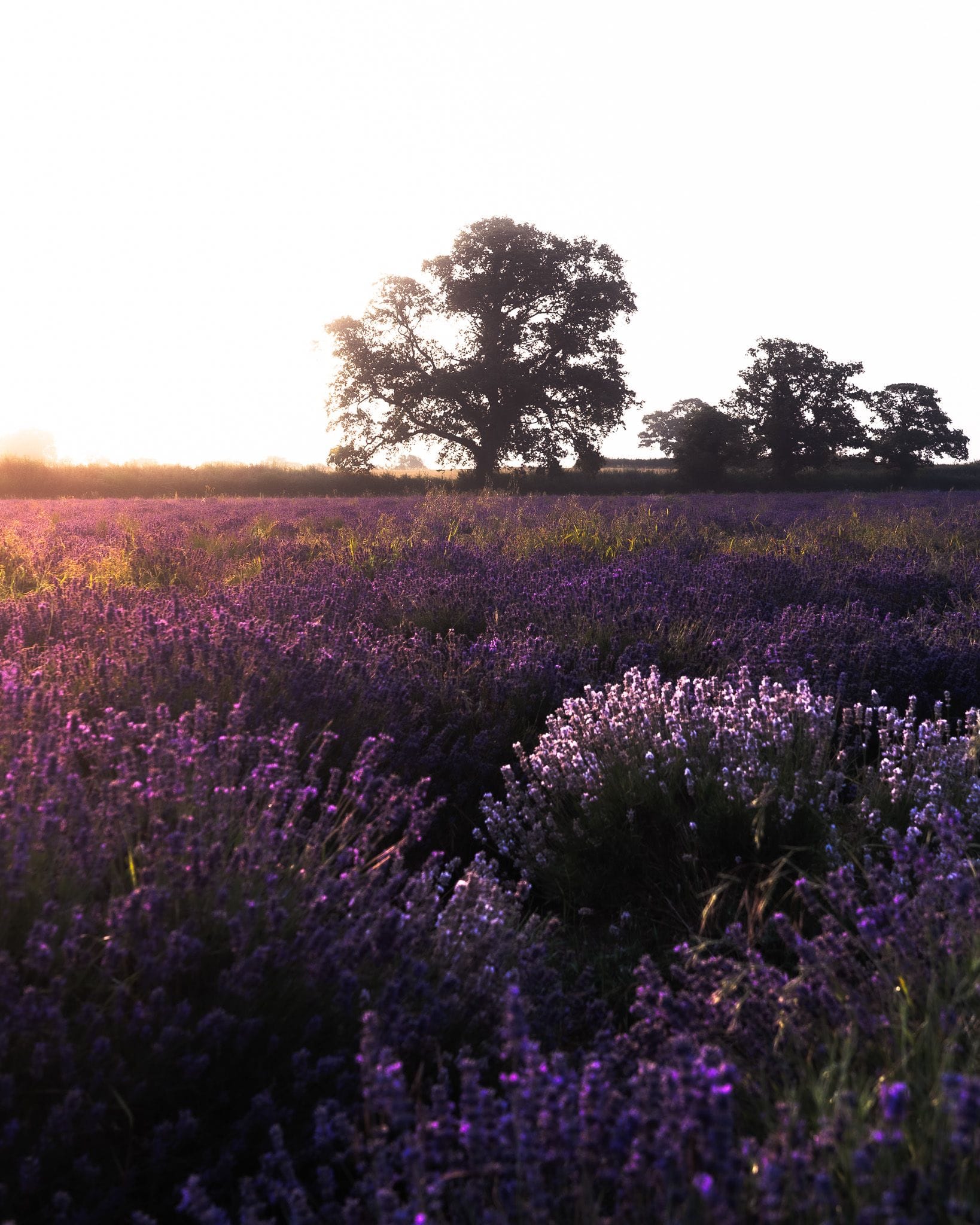 Somerset Lavender Farm
