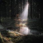 A misty ray of light in Stockhill Wood, Mendips