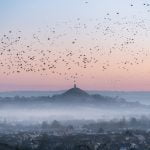 Starling murmuration across Somerset Levels and by Glastonbury Tor