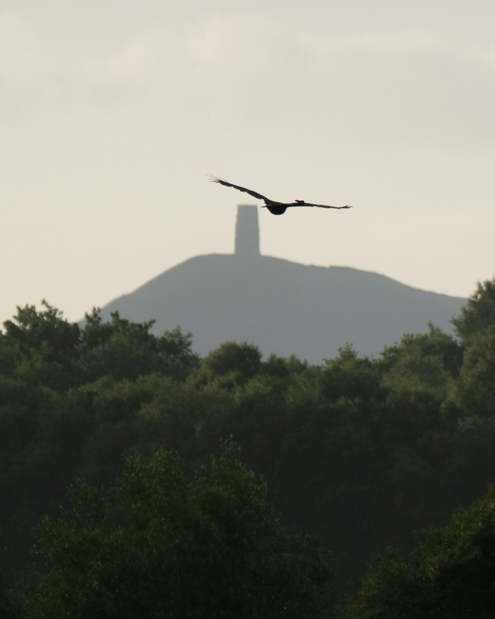 Marsh harrier at Ham Wall, with Glastonbury Tor in the background