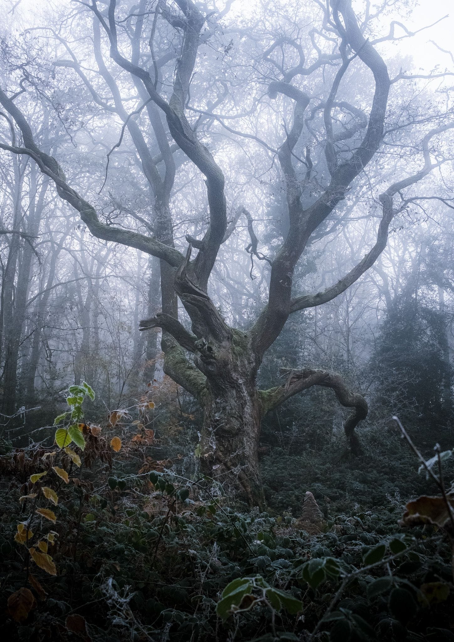 A gnarly ancient tree in Leigh Woods A gnarly ancient tree in Leigh Woods
