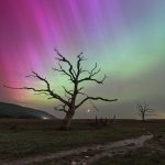 The Northern Lights / Aurora Borealis over the dead trees at Porlock Marsh in Exmoor, with a setting crescent moon