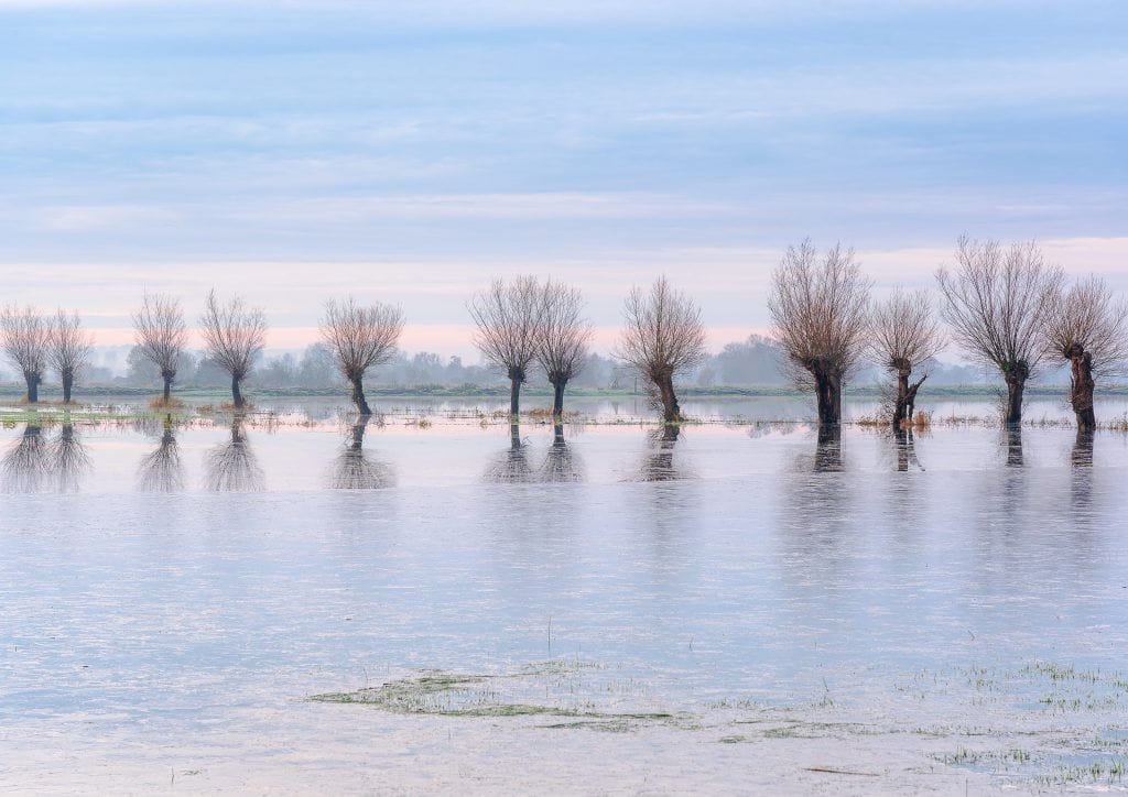 A flooded and frozen avenue of willow trees on the Somerset Levels