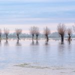 A flooded and frozen avenue of willow trees on the Somerset Levels