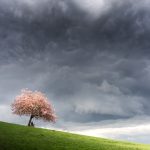 Stormy sky cherry tree blossom fine art print
