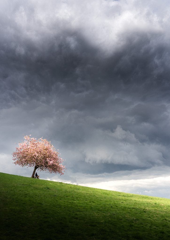 Stormy sky cherry tree blossom fine art print