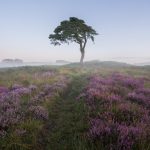 The lone tree at Priddy Pools on the Mendips