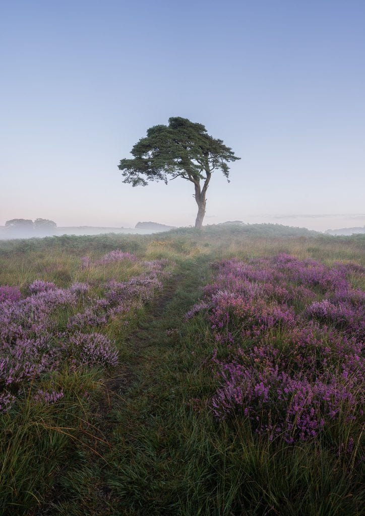The lone tree at Priddy Pools on the Mendips