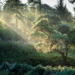 Misty golden light at Stockhill Wood in the Mendips