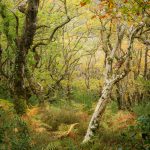 Horner Wood on Exmoor in Autumn