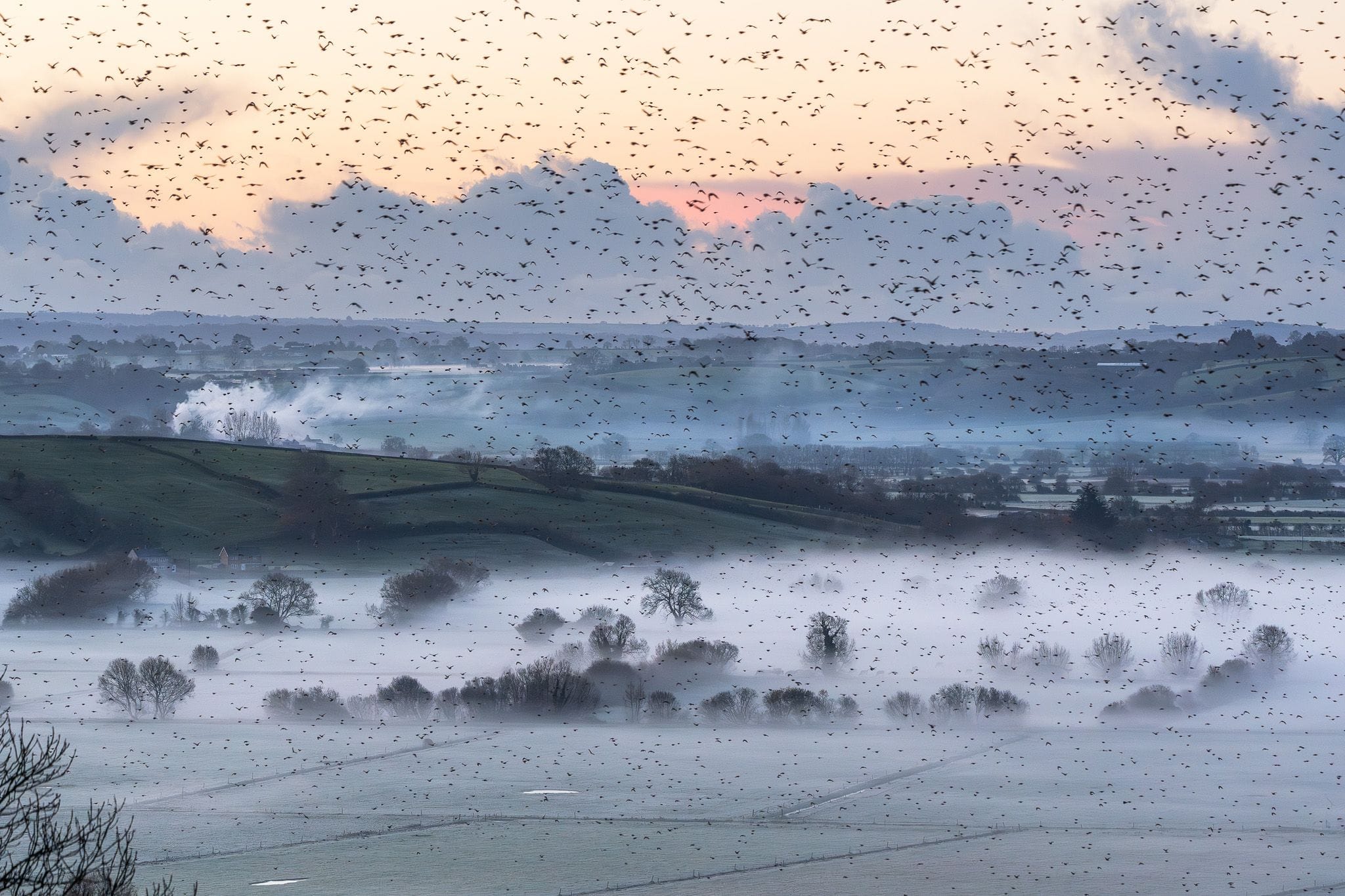 Starlings on a misty morning