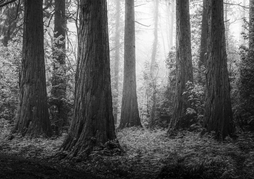 Big Tree Grove redwoods - black and white fine art print