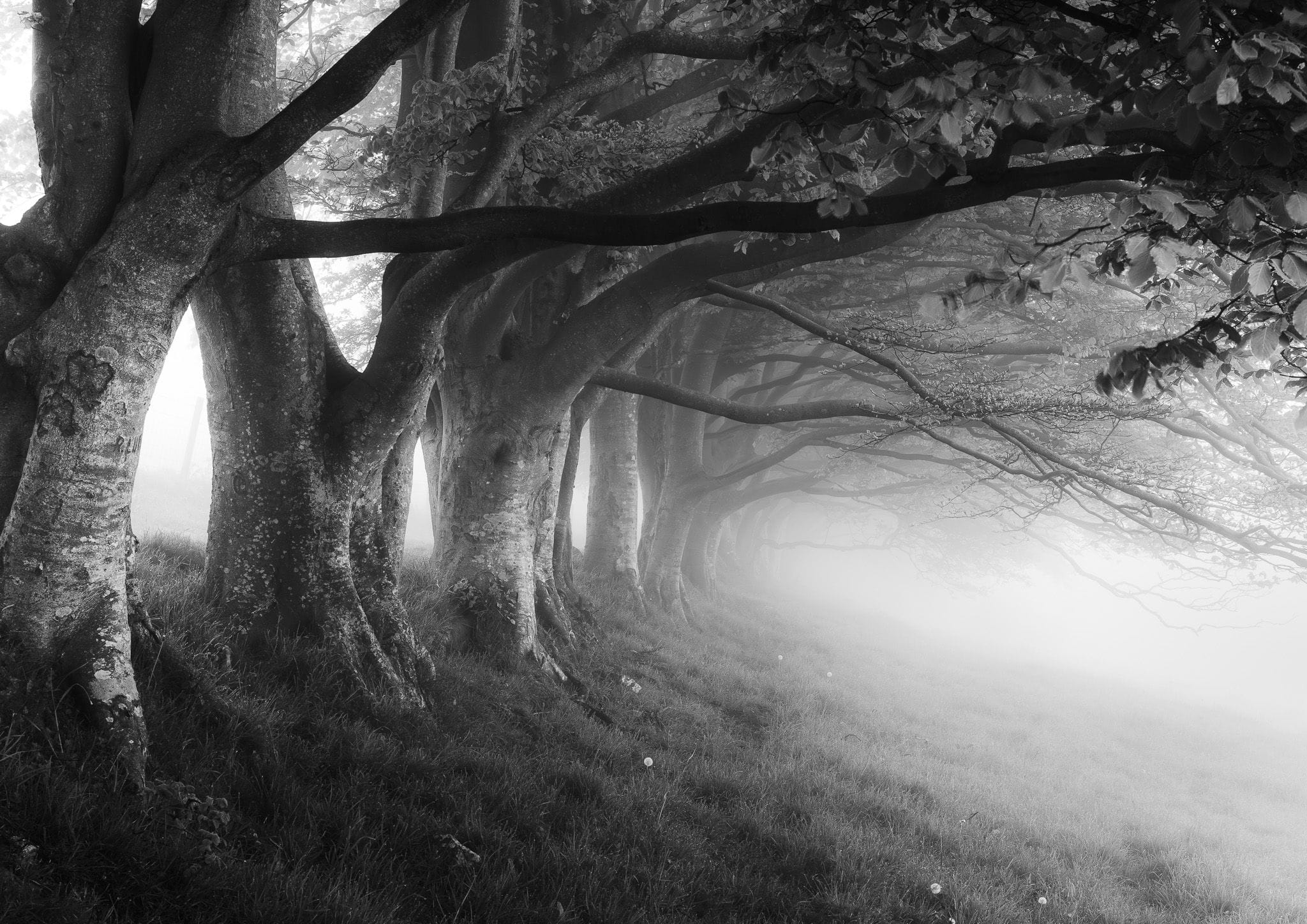 Draycott Sleights in the fog - black and white fine art print
