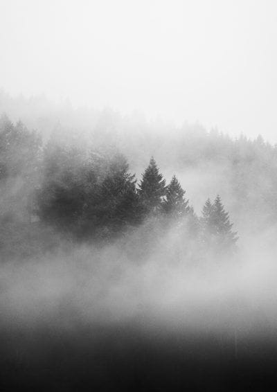 Misty trees in the Wye Valley - black and white fine art print