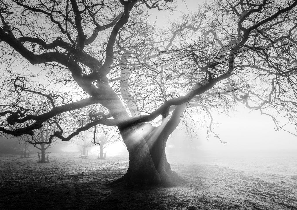 Ashton Court oak - black and white fine art print