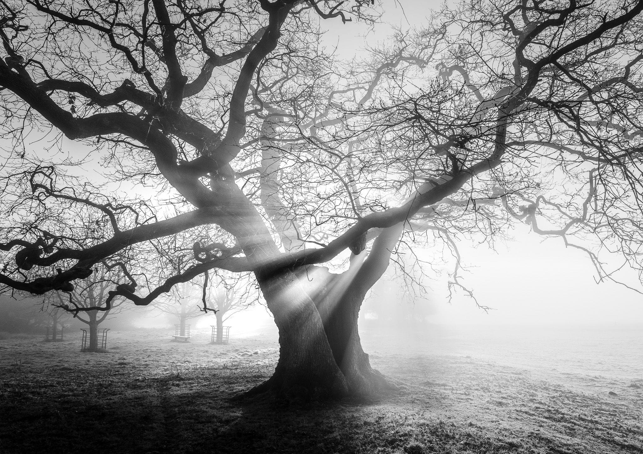 Ashton Court oak - black and white fine art print