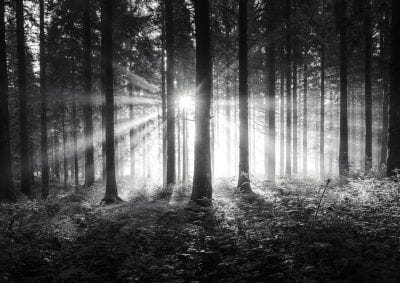 Misty Stockhill Wood - black and white fine art print