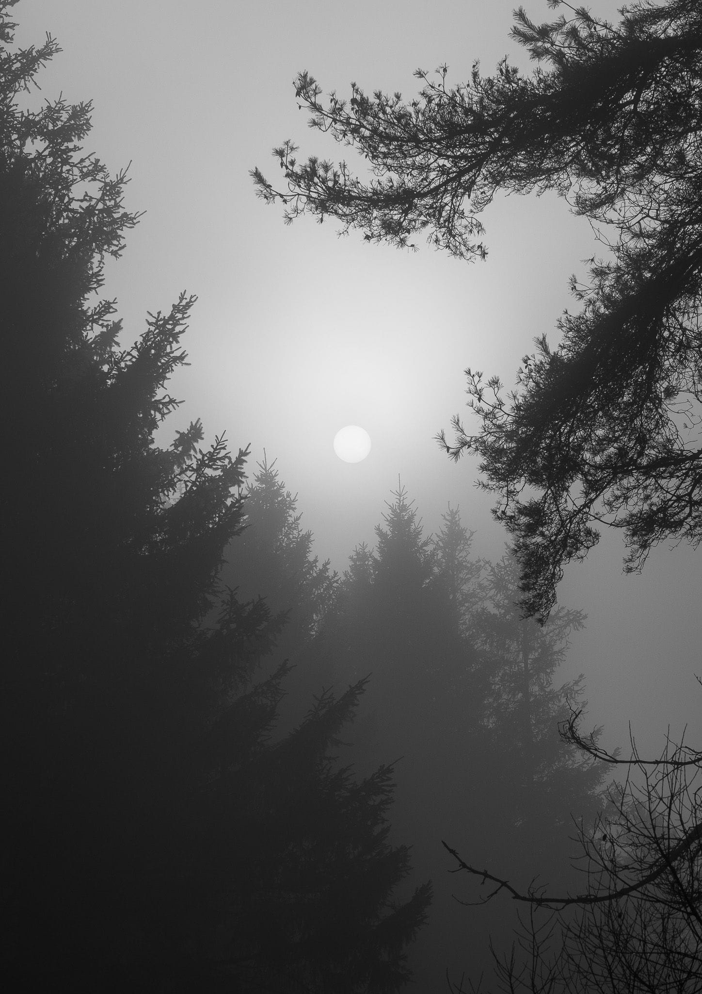 Breaking through - black and white Stockhill Wood fine art print