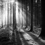 Misty rays print