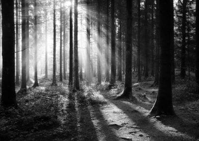 Misty rays print