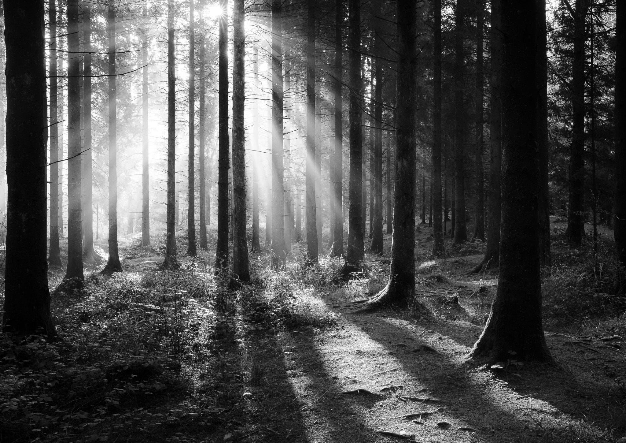 Misty rays print